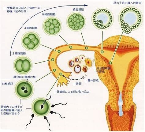 著床意思|着床